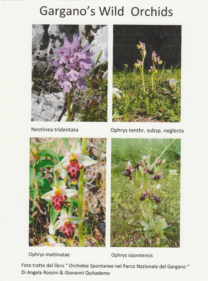 Orchidea Mattinata Parco Del Gargano Apartment Екстериор снимка