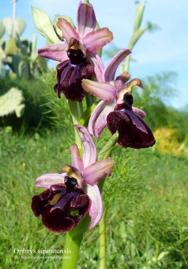 Orchidea Mattinata Parco Del Gargano Apartment Екстериор снимка