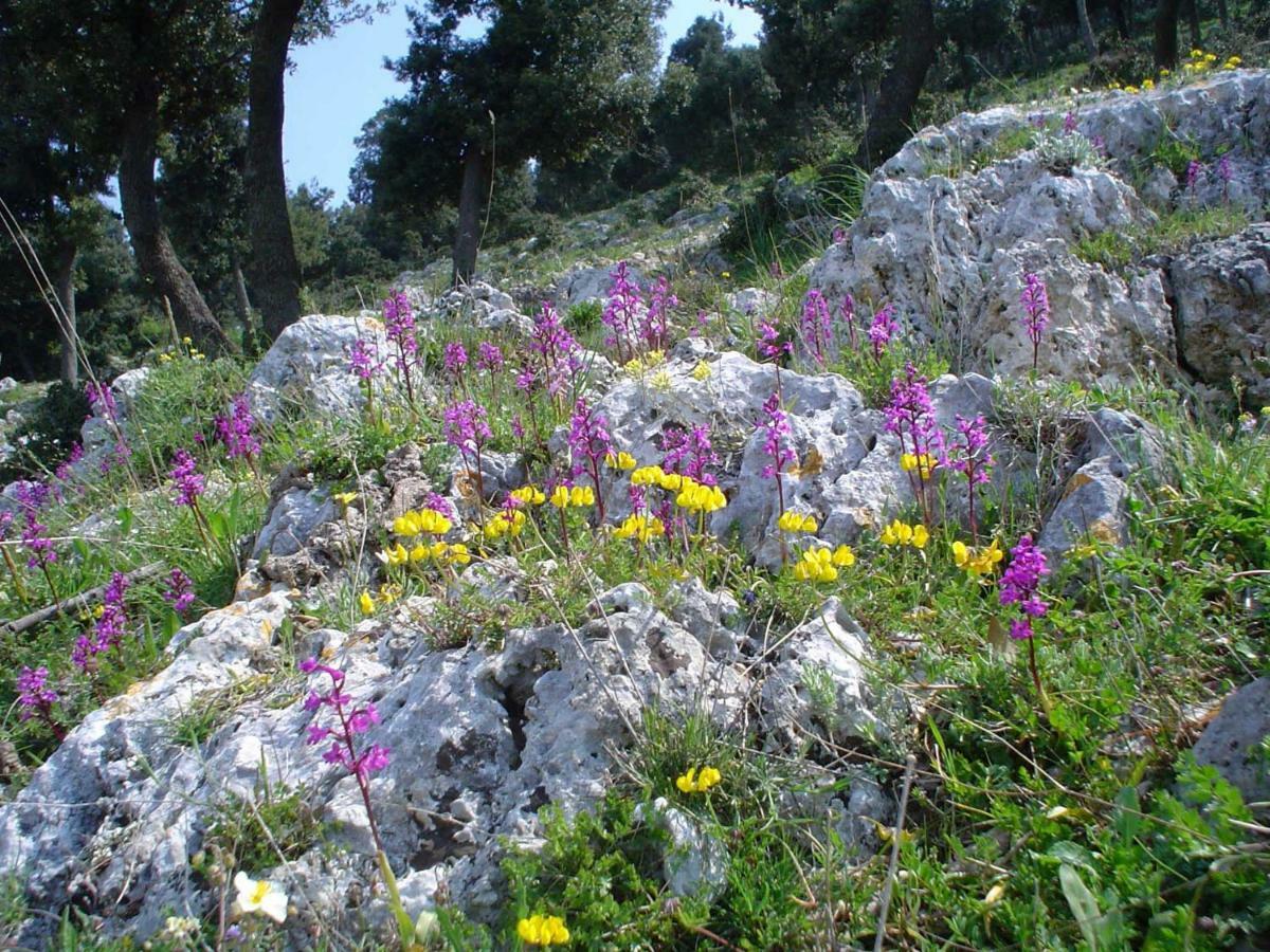 Orchidea Mattinata Parco Del Gargano Apartment Екстериор снимка