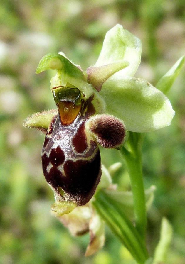 Orchidea Mattinata Parco Del Gargano Apartment Екстериор снимка